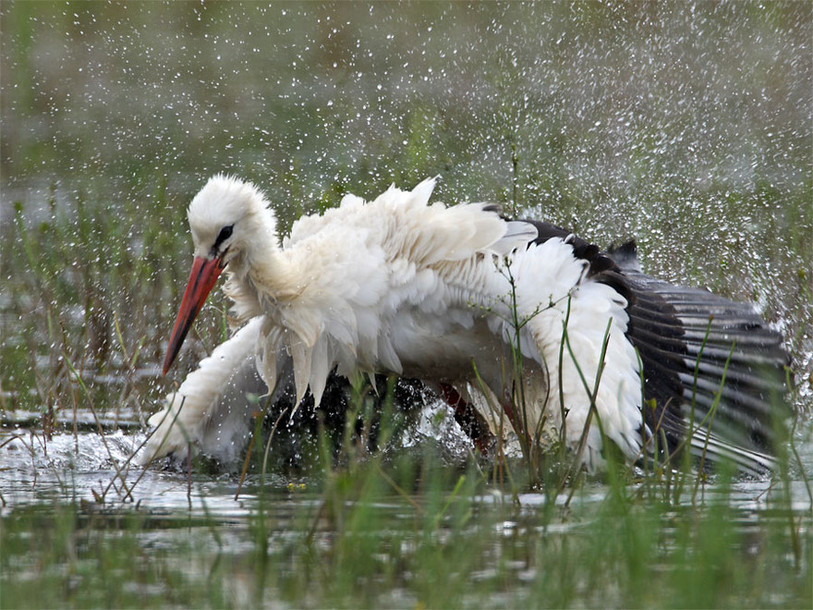 cigogne