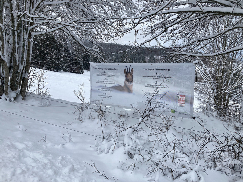 Ces quatre règles d’or permettent de ménager les animaux qui doivent dépenser plus d’énergie en hiver pour se nourrir. (Photo : Parc régional Chasseral)