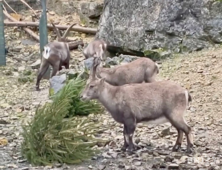 Les vieux sapins de Noël servent de nourriture et de jeu aux animaux du Parc zoologique de Bienne.