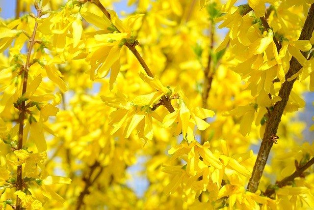 forsythia