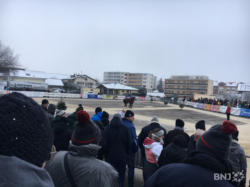 Le public est au rendez-vous à Glovelier pour admirer les futurs étalons de la race franches-montagnes.