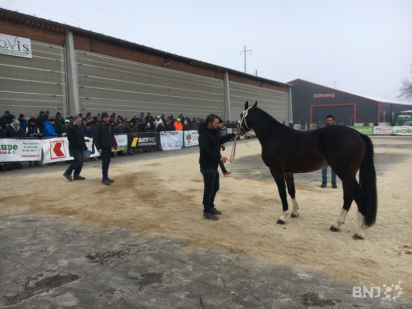 Les chevaux ont été scrutés par le jury, ici le numéro 22 « Enzo » qui n'a pas été sélectionné.