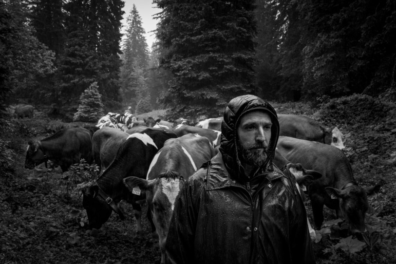 Le berger François avec ses génisses photographié par Neil Villard. (Photo : Neil Villard).