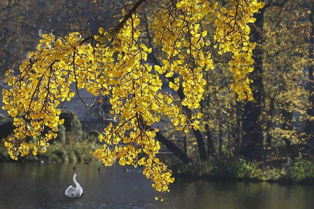ginkgo biloba