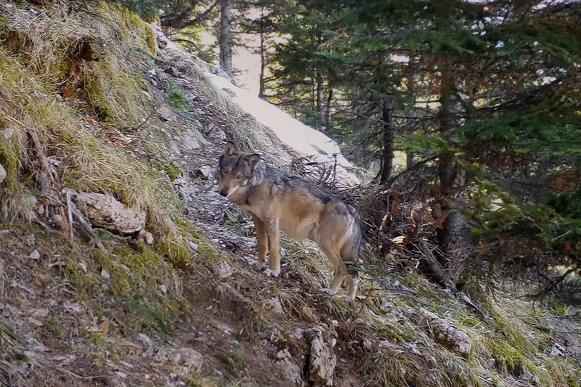 L'une des scènes du film « Vivre avec les loups » de Jean-Michel Bertrand. (Image: Jean-Michel Bertrand)