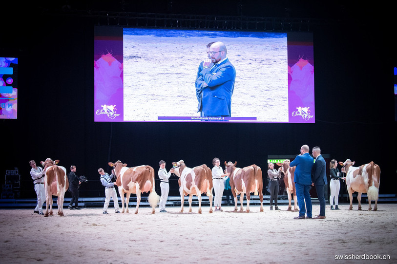 Eric Gerber (à l'écran) accompagné du Ringman scrute les candidates. (Photo : Swissherdbook)