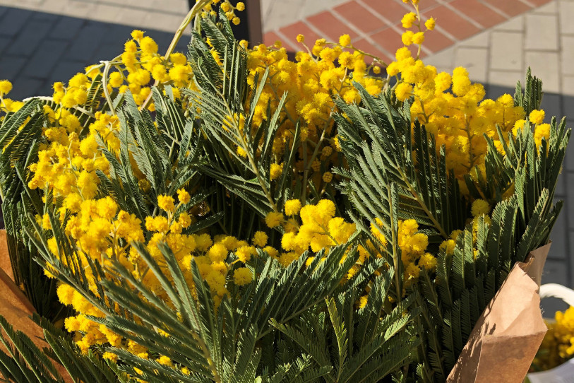 Les fleurs jaunes solidaires seront vendues aux abords des grands centres commerciaux de la région et des marchés (Photo : Croix-Rouge Neuchâtel)