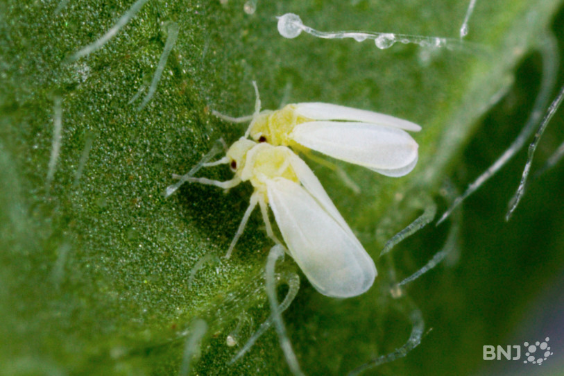 Un des gène hérité par la mouche blanche sert à la protéger contre une toxine végétale. (Photo : Stephen Ausmus via Wikimedia Commons)