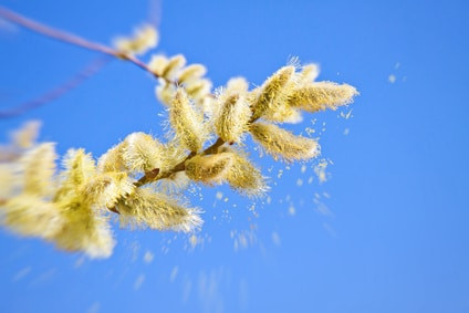 Dès que le soleil brille et que les températures dépassent les cinq degrés, le pollen de noisetier s'envole. Source : libre de droit