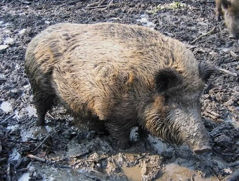 La peste porcine africaine pourrait tuer 90% de l'élevage si un porc venait à être infecté. (Photo : illustration libre de droits)
