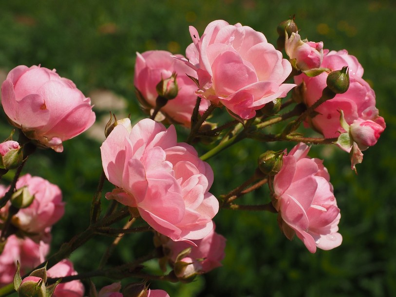Roses