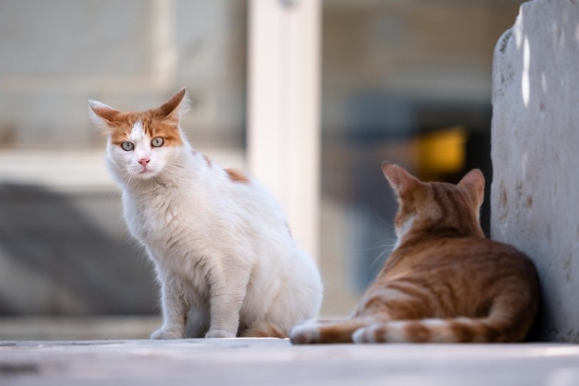 Chats