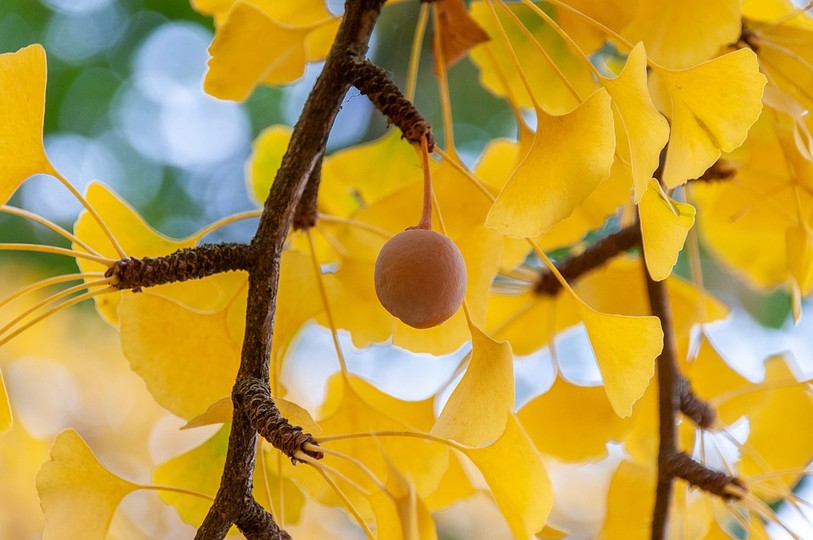 gingko et oeuf