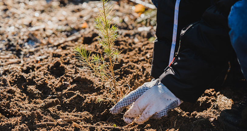 BCJ - partenariat avec DB Forêt et Jardin