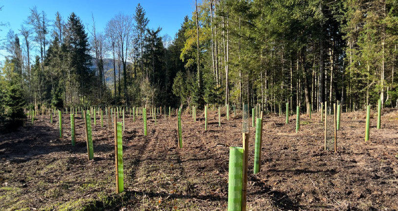 BCJ - Projet Forêt