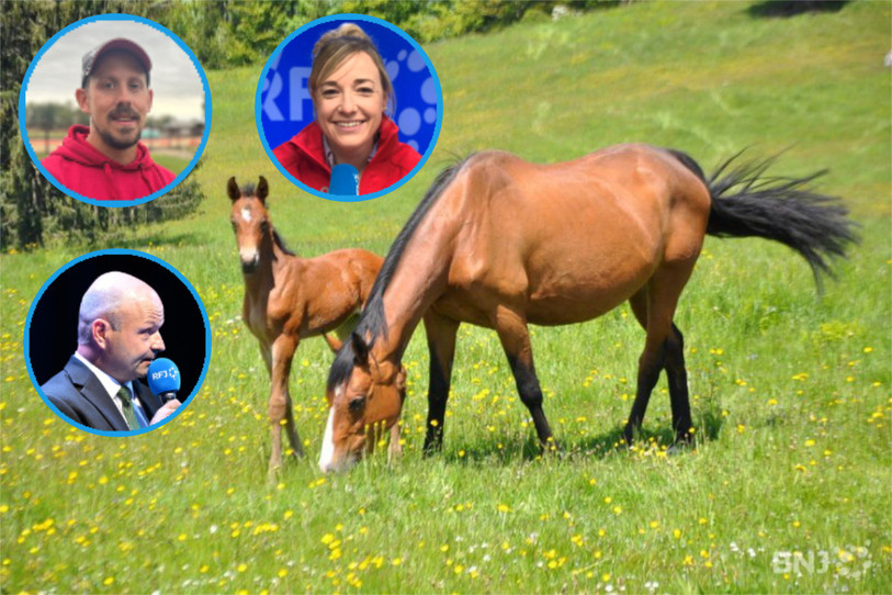 Le cheval franches-montagnes sera au cœur de l'émission Pure Politique ce mercredi avec Pauline Queloz, Mario Gandolfo et Ismaël Vuillaume. 