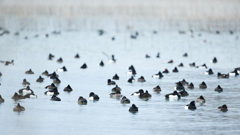 Fuligules morillons au repos lors du recensement des oiseaux d'eau dans la Grande Cariçaie. (photo d'archives : Association de la Grande Cariçaie / Christophe Sahli)