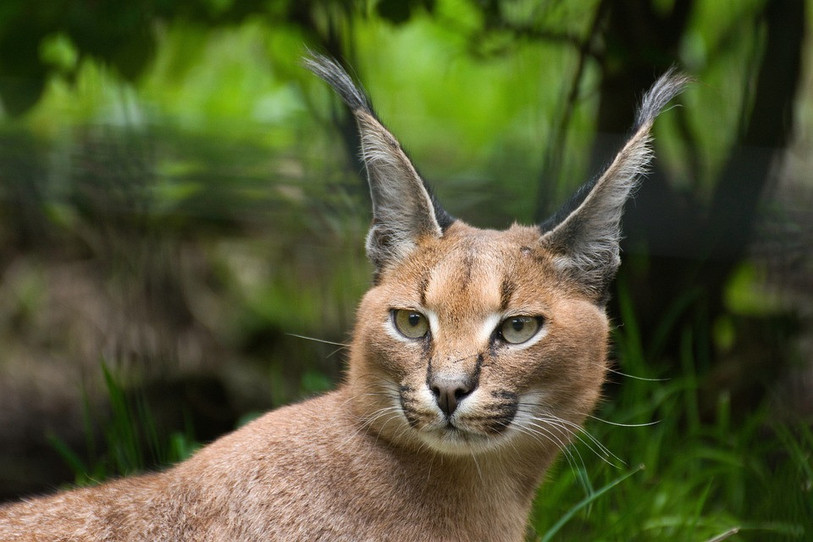 Le caracal ne représente aucun risque pour la population, selon Amaury Boillat. (Photo libre de droits)