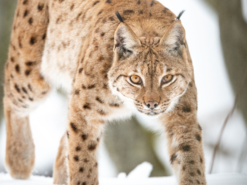 Le photographe animalier Neil Villard a passé plus de 10 ans a suivre la trace du lynx (photo : Neil Villard).