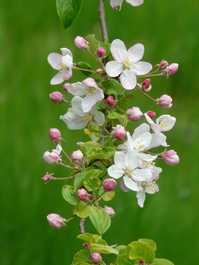 fleur pommiers