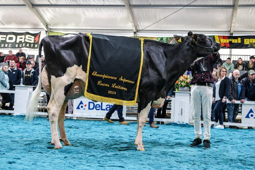 Brooclin a été désignée Championne suprême des vaches laitière. (Photo : Arc Jurassien Expo)