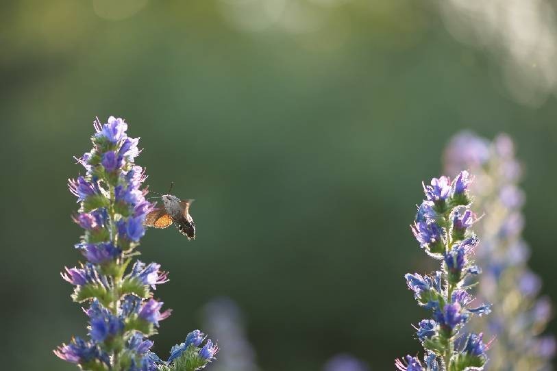 Si les oiseaux ont évidemment une place importante dans l’ouvrage, mammifères, insectes et arachnides sont aussi bien représentés. (Photo : Jean-Daniel Houriet)