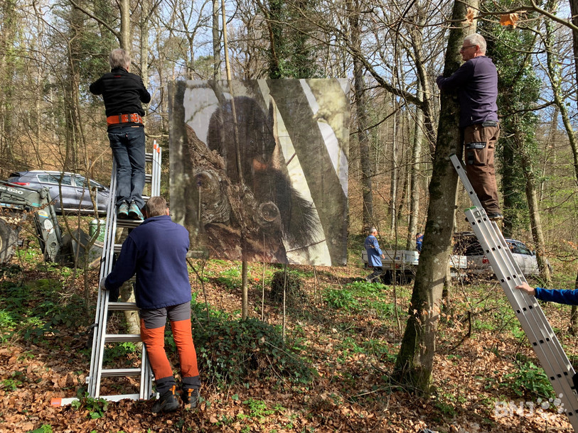 Un parcours Vita ponctué de photographies animalières de très grand format : La Société de développement de Cornaux veut inciter la population à bouger.