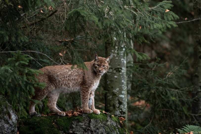 lynx