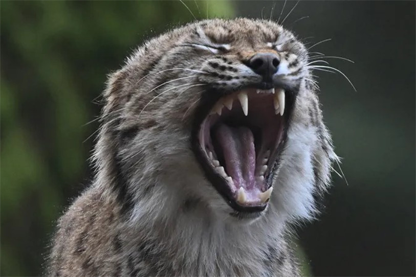 Le lynx avait été réintroduit dans la région il y a tout juste 50 ans. (Photo : Lisette Leicht)