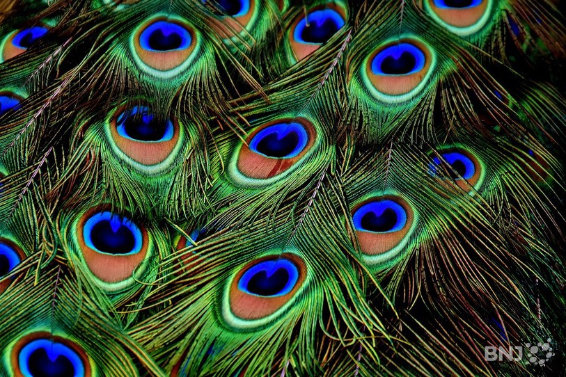 Plumes