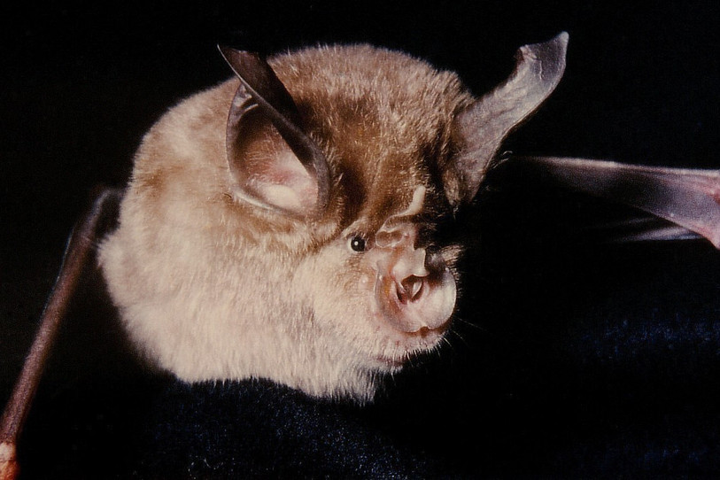Le grand rhinolophe, une espèce menacée dans le canton de Neuchâtel. (Photo : Hans Schneider via Wikipedia)