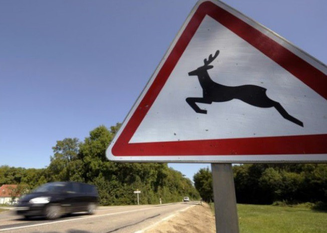 Tout accident avec un animal doit être annoncé à la police cantonale. (Photo d'illustration libre de droits)