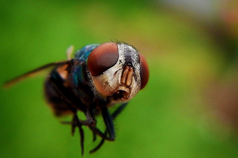 L’humidité et les températures douces sont des facteurs propices au développement des mouches et moustiques. (Photo libre de droit)