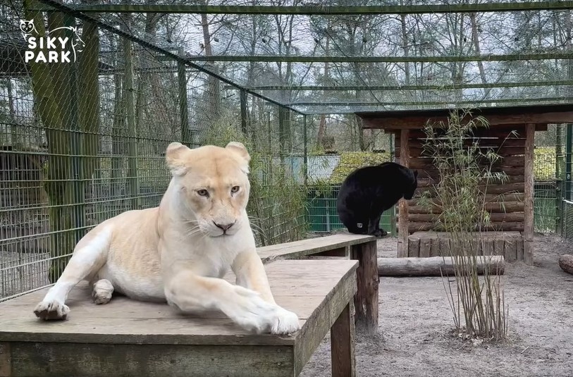 Snowy et Bagira ont un comportement amical qui n’est pas naturel entre ces deux félins. Il est né dès leur plus jeune âge. (Photo : YouTube / Siky Park)