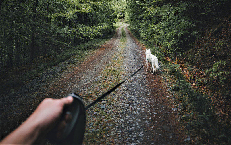 En forêt, les chiens doivent être attachés jusqu'à la fin du mois de juin. (photo : illustration)
