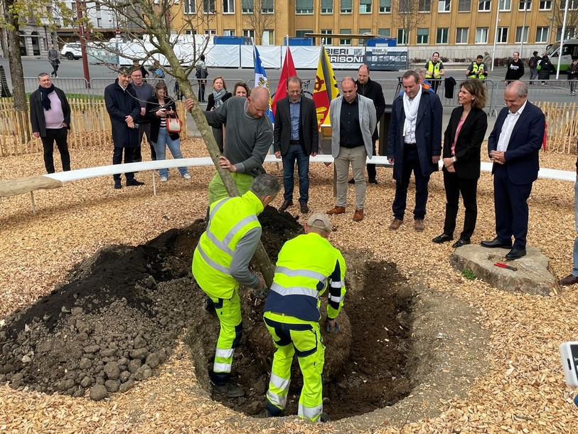 L'arbre offert ce lundi 15 avril par la Ville de Genève à La Chaux-de-Fonds, après la tempête du 24 juillet 2023.