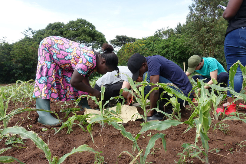 La chenille Légionnaire d'automne frappe les cultures de maïs au Rwanda (photo: Stefan Toepfer).