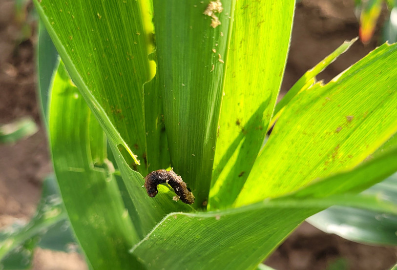 La chenille tuée par le parasite sur un plan de maïs (photo : Patrick Fallet).