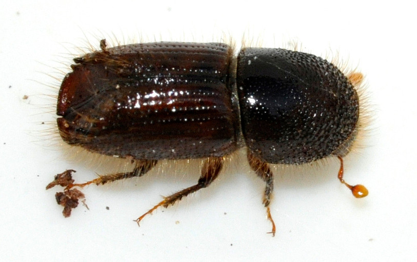Le bostryche typographe, un petit insecte qui peut causer de gros dégâts (photo d'illustration).