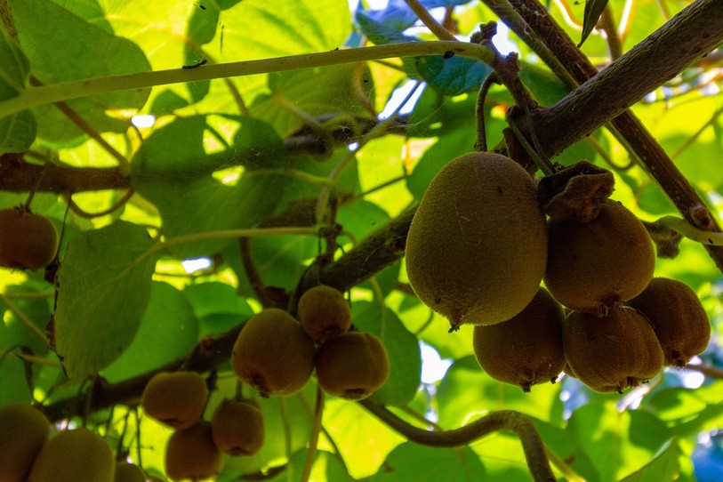 kiwis