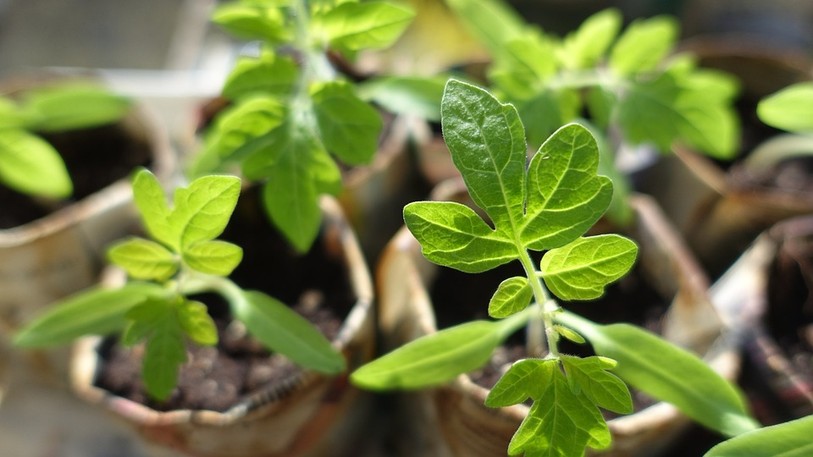 plantons