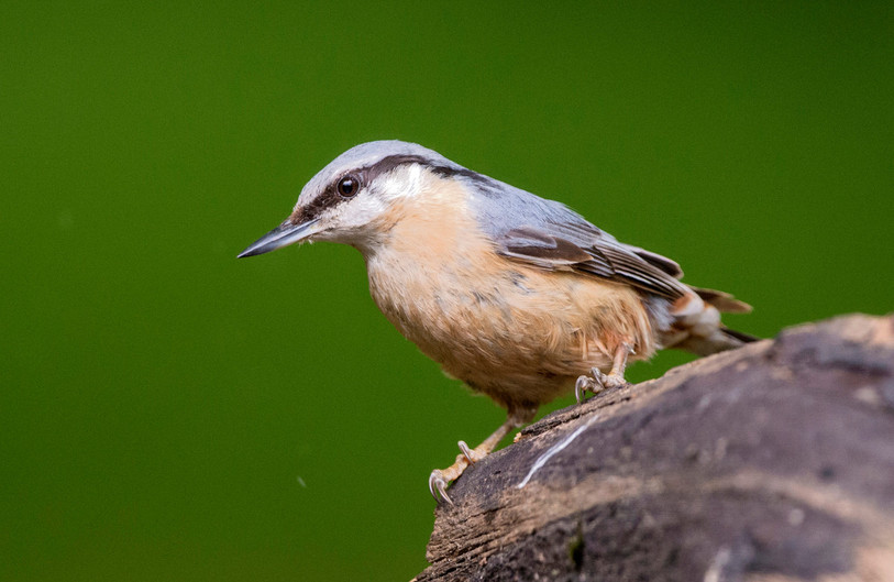 Allez-vous observer une sittelle lors de l'action de BirdLife. (photo : Michael Gerber).