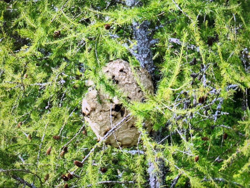 Nid de frelons asiatiques découvert dans le Jura en 2023. (Photo : Association SOS Sauvons les faons Jura)