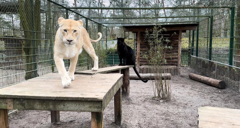 La lionne Snowy est décédée. (photo: Sikypark). 