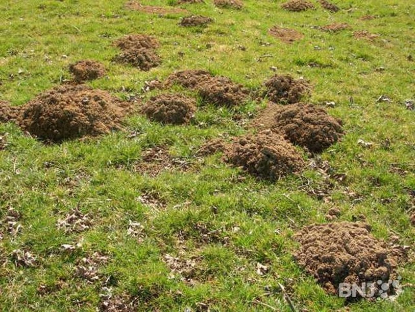 Dégâts campagnols