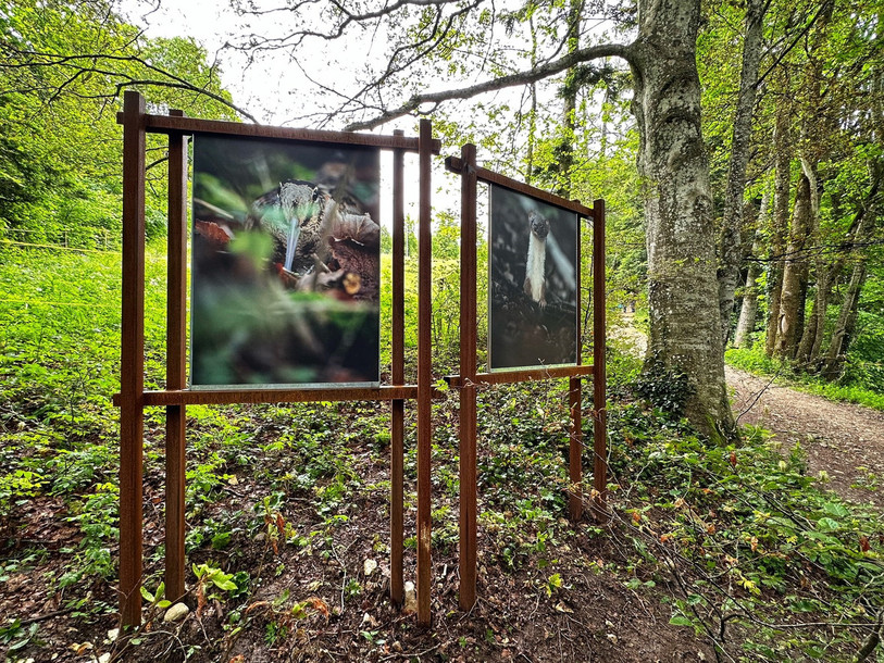 La plupart des images exposées présentent des animaux de la région. (Photo : Ville de Neuchâtel).
