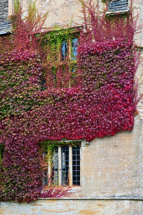 Un mur végétal