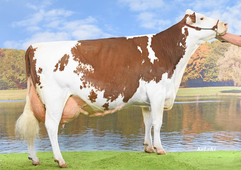 vache