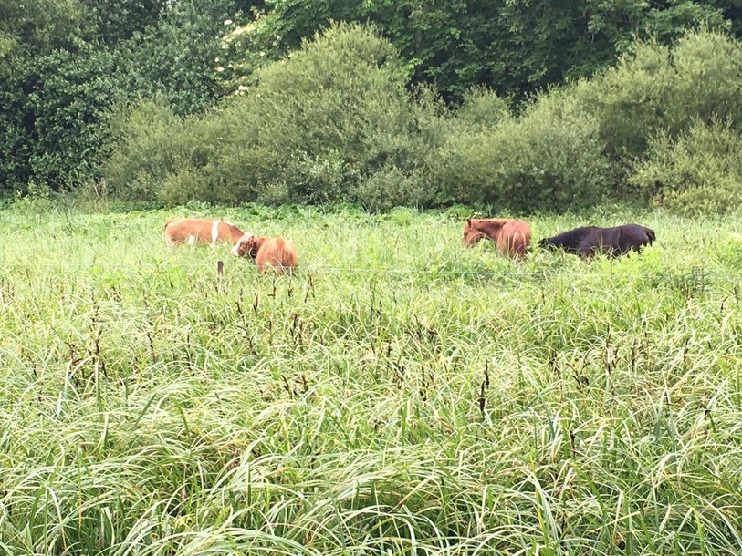 Un écopâturage est entretenu par des vaches et des chevaux à Lucelle.