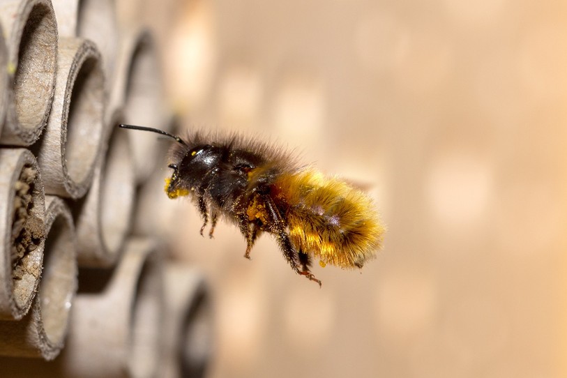abeille maçonne